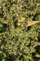 Styphelia conostephioides