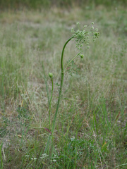 Peucedanum oreoselinum