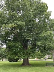 Magnoliopsida