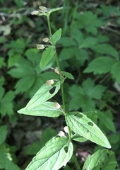 Scutellaria nervosa