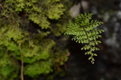 Hymenophyllum dentatum