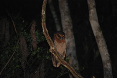 Strix leptogrammica