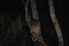 Strix leptogrammica