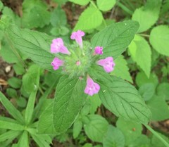 Clinopodium vulgare