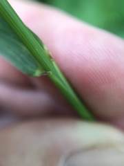 Elymus hystrix bigelovianus
