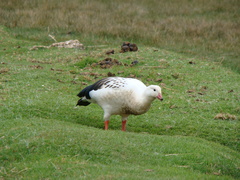 Oressochen melanopterus