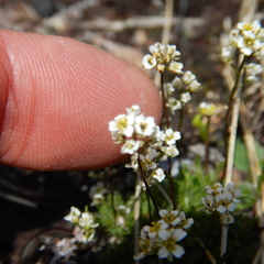 Draba lactea