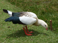 Oressochen melanopterus