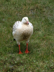 Oressochen melanopterus