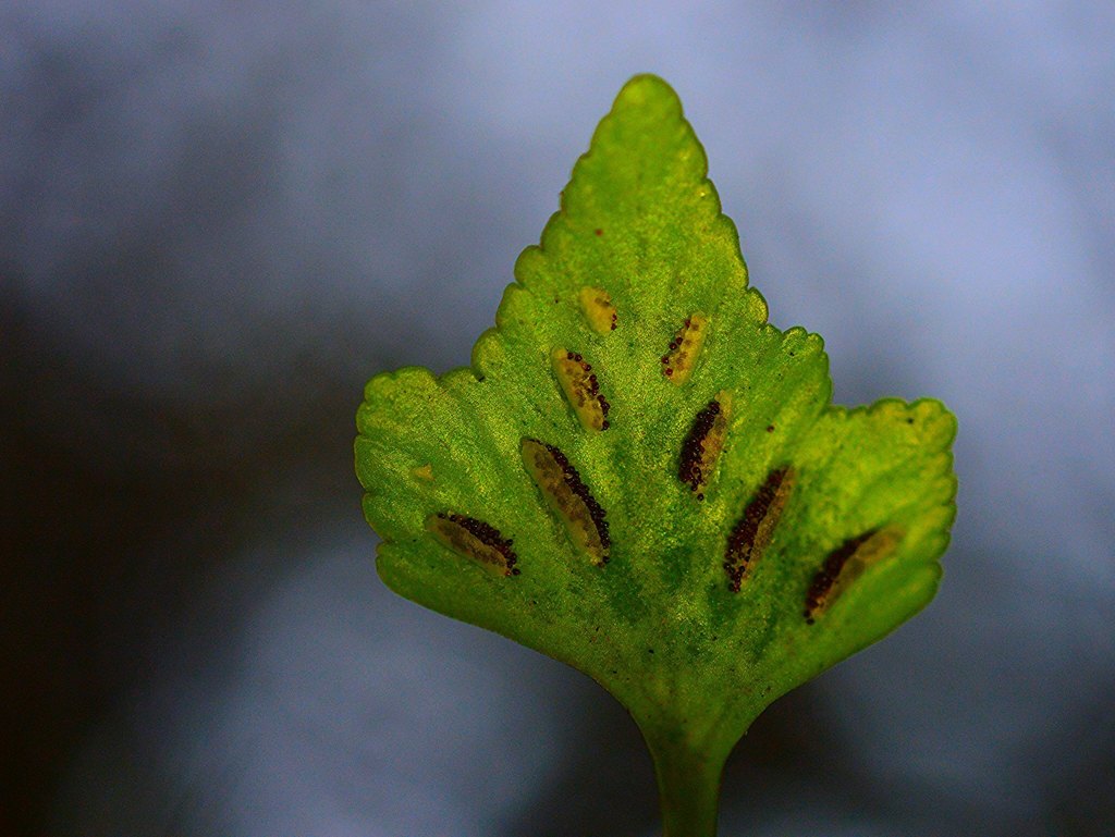 Asplenium