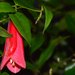 Lapageria rosea - Photo (c) danielaperezorellana, μερικά δικαιώματα διατηρούνται (CC BY-NC-ND)