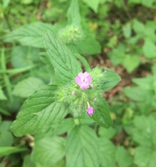 Clinopodium vulgare