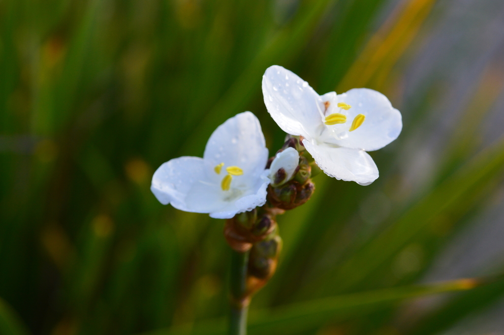 Chilean-iris