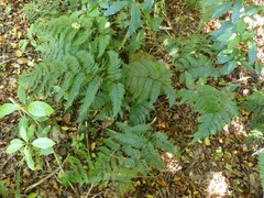 Leptolepia novae-zelandiae