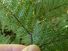 Leptolepia novae-zelandiae