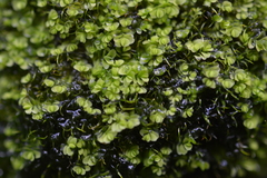 Lethocolea