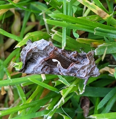 Autographa pseudogamma