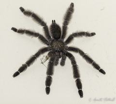 Psalmopoeus