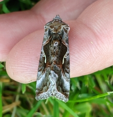 Autographa pseudogamma
