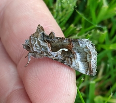 Autographa pseudogamma