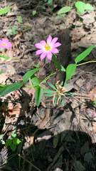 Sabatia dodecandra foliosa