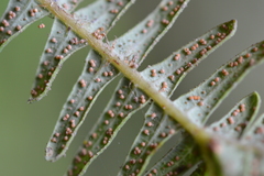 Sticherus squamulosus