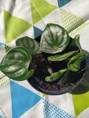 Peperomia argyreia