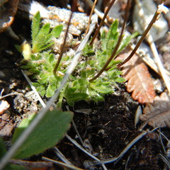 Draba lactea