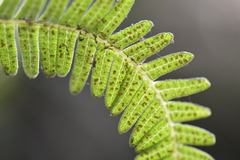 Sticherus squamulosus