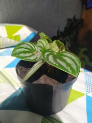 Peperomia argyreia