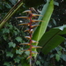 Heliconia griggsiana - Photo (c) Nate Hartley, some rights reserved (CC BY-NC), uploaded by Nate Hartley