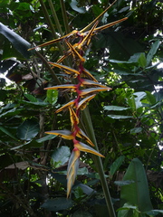 Heliconia griggsiana