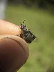 Chrysops cincticornis