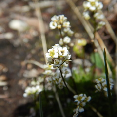 Draba lactea