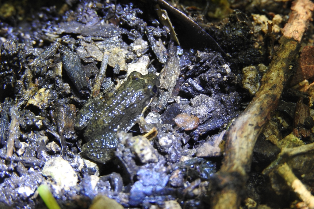 Sabinal Frog