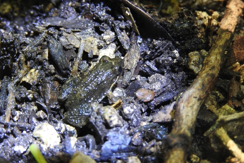 Sabinal Frog