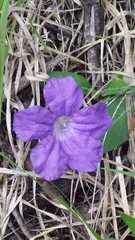 Ruellia hookeriana