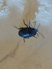Penthe pimelia