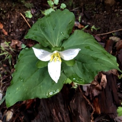 Trillium ovatum ovatum