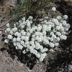Teesdalia conferta
