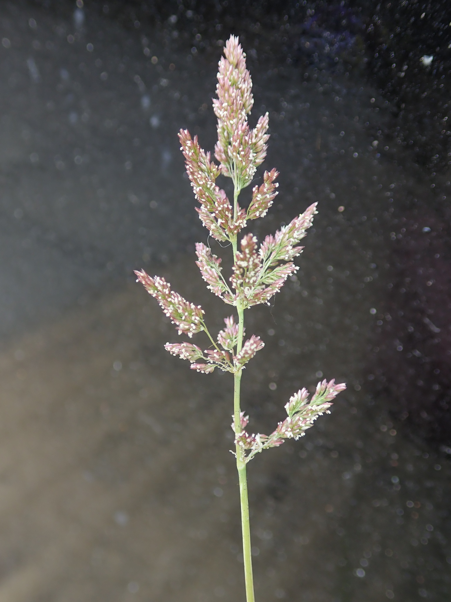 (c) Daniel Cahen, certains droits réservés (CC BY) https://www.inaturalist.org/observations/84464391