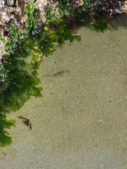 Oligocottus maculosus