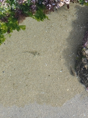 Oligocottus maculosus