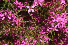 Calytrix fraseri