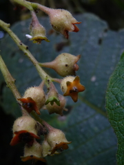 Saurauia