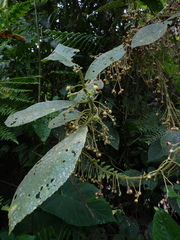 Saurauia