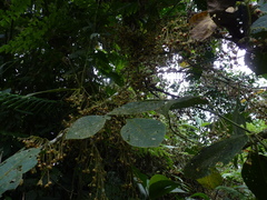 Saurauia