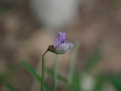 Vicia tetrasperma
