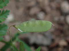 Vicia tetrasperma