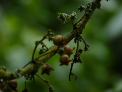 Saurauia